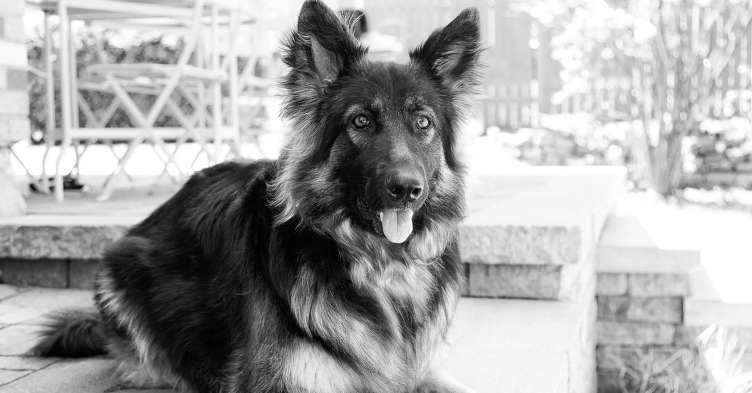 10 Tips For Living With A German Shepherd In An Apartment