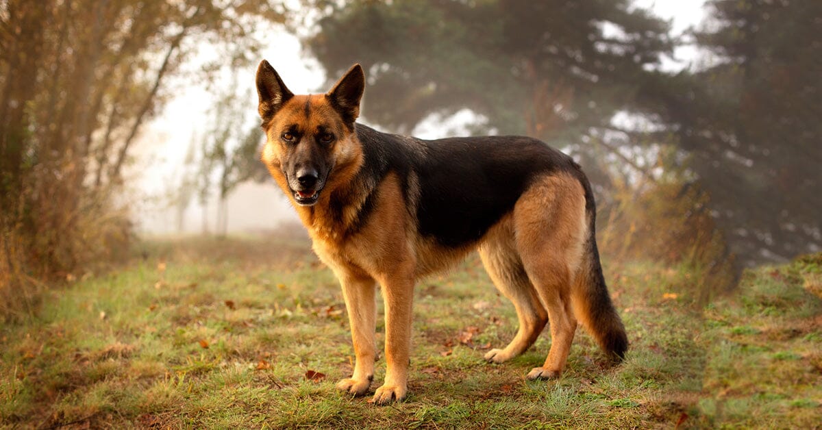 Ways to Read Your German Shepherd's Mind | Expert Guide – German ...