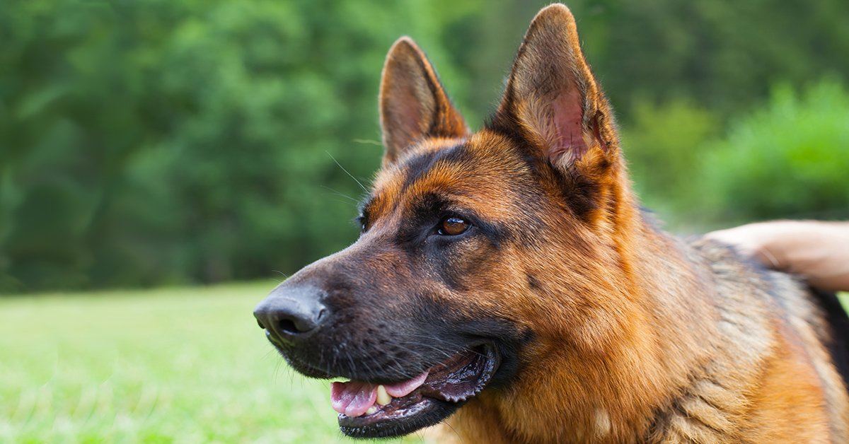 Key Benefits of Using Coconut Oil for Your German Shepherd – German ...