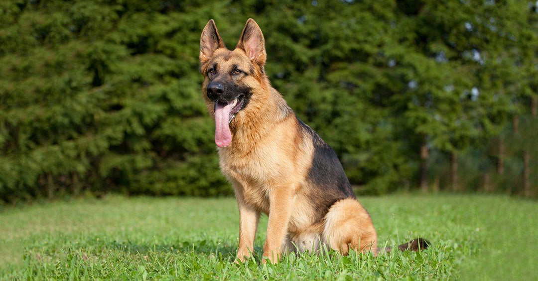 11 Popular Questions About German Shepherds