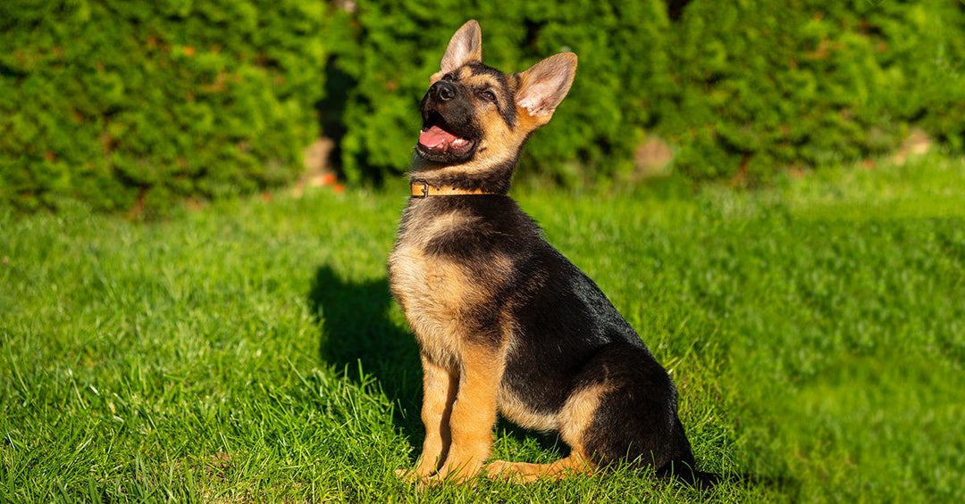 11 Signs That You Are Obsessed With German Shepherds