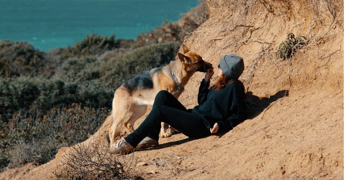 11 Things You Can’t Do When You Own A German Shepherd