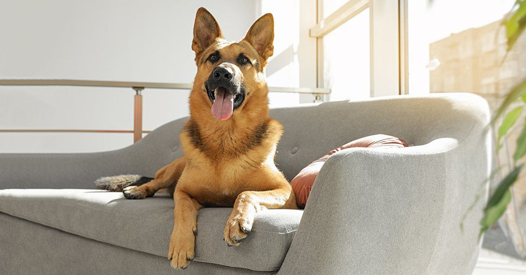 11 Tips To Remove Dog Fur From Furniture