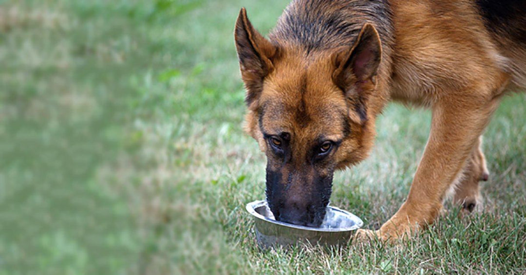 11 Tricks To Spice Up Your Dog’s Food