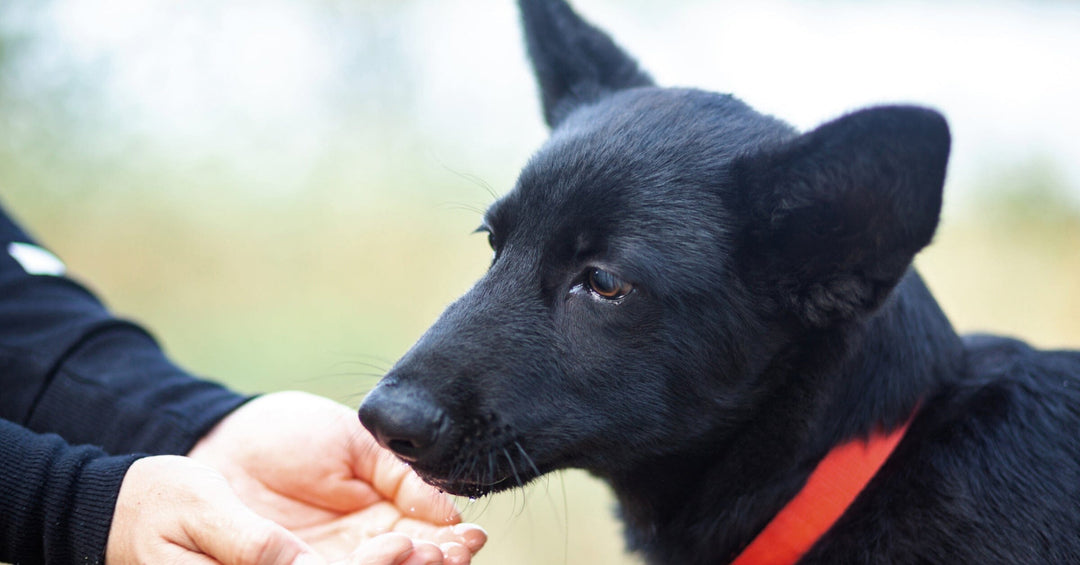 11 Vegetables You Should Add To Your Dogs Diet