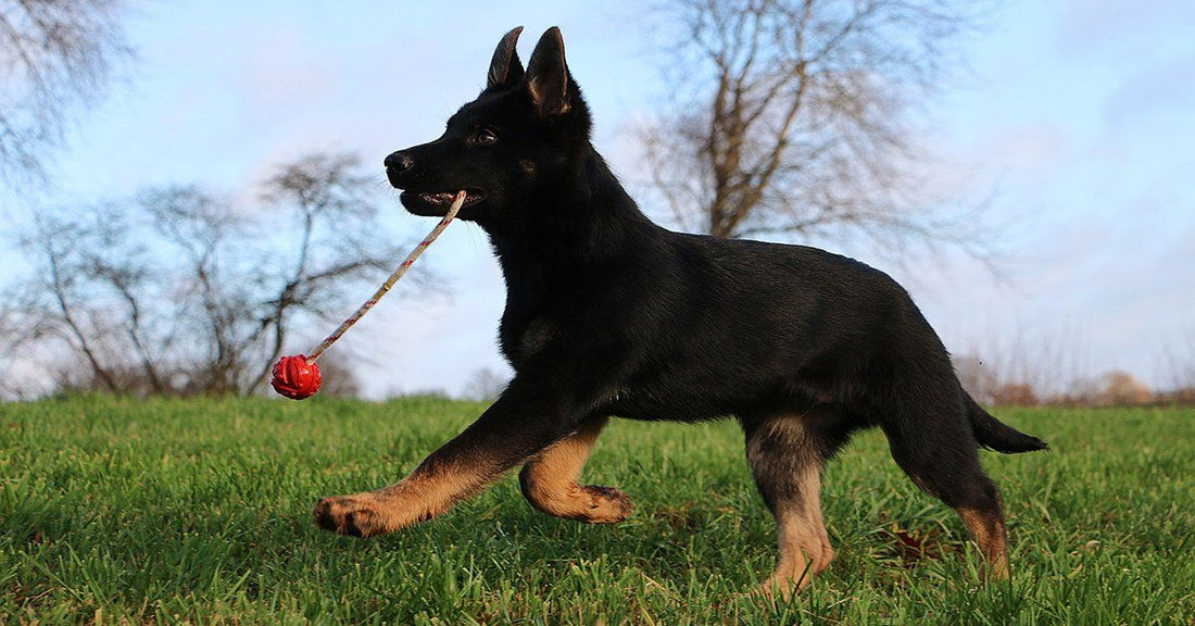15 Of The Best Toys For German Shepherds
