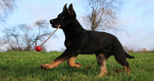 15 Of The Best Toys For German Shepherds