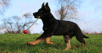 8 Best Toys for German Shepherds & Their Exercise Needs – Furtropolis