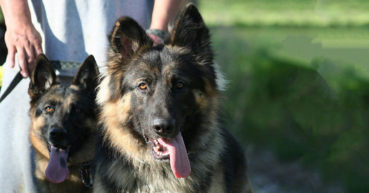 13 Reasons To Rescue A German Shepherd