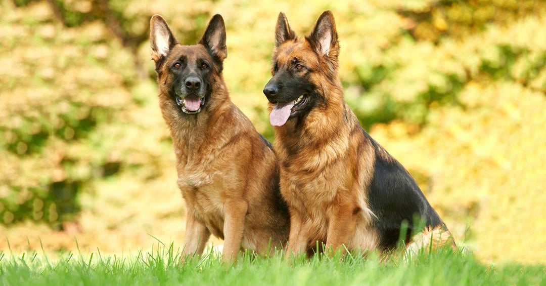 13 Reasons Why I Own A German Shepherd