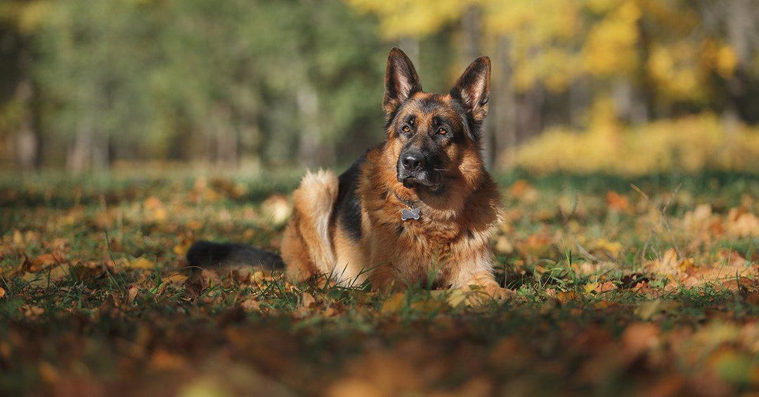 13 Things Your German Shepherd Wants You To Know