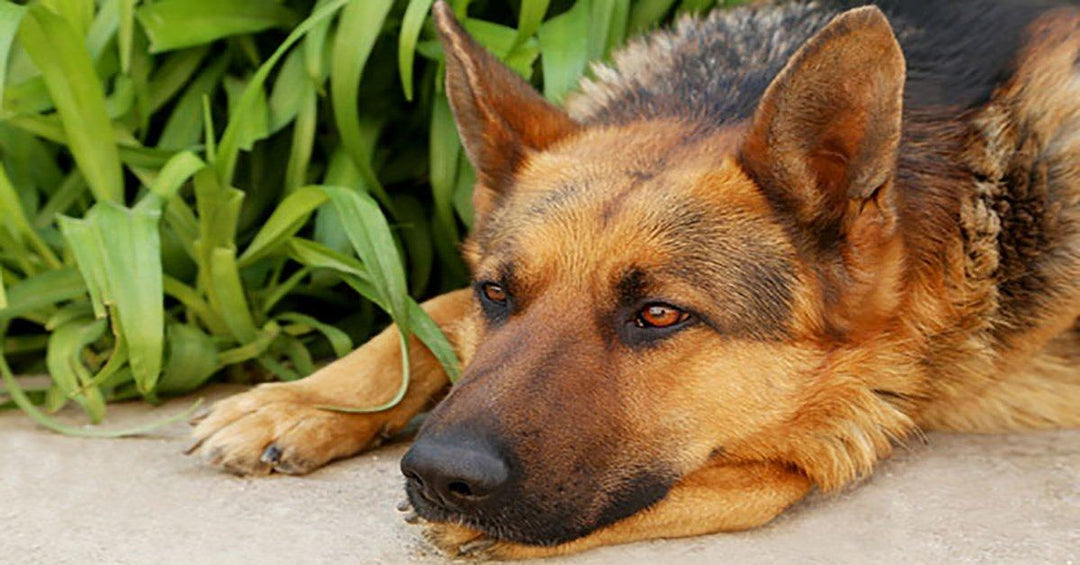 13 Warning Signs of Canine Cancer