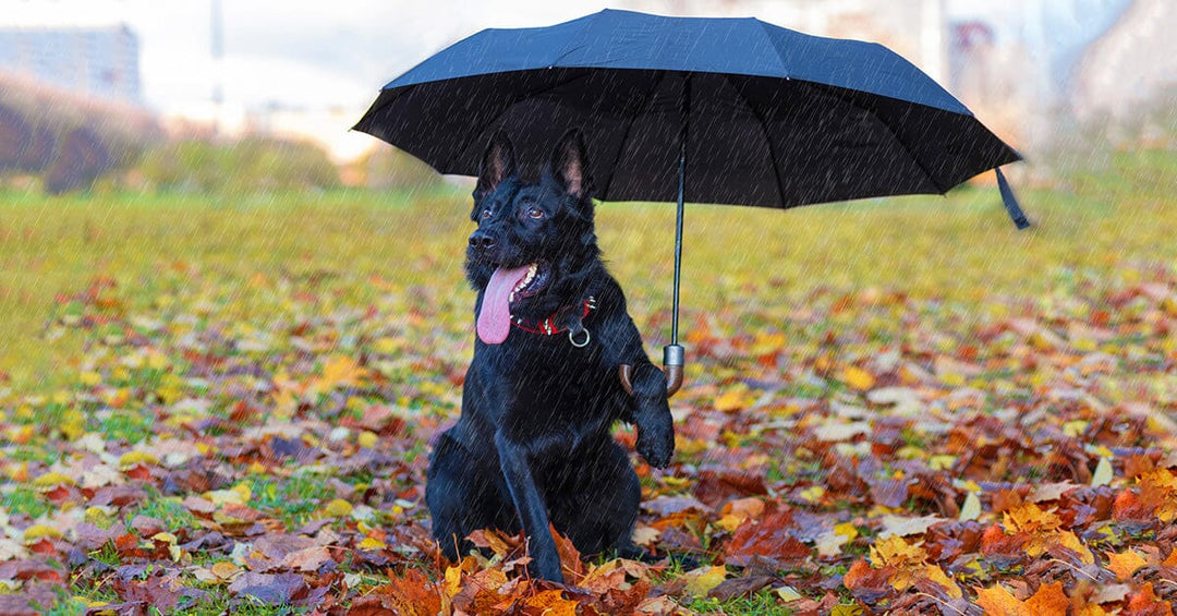 13 Ways To Help Keep Your Dog Calm During A Storm