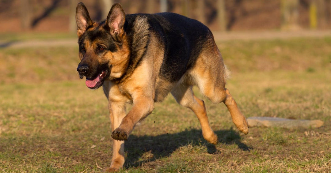 13 Ways to Keep Your German Shepherd Healthy And Happy