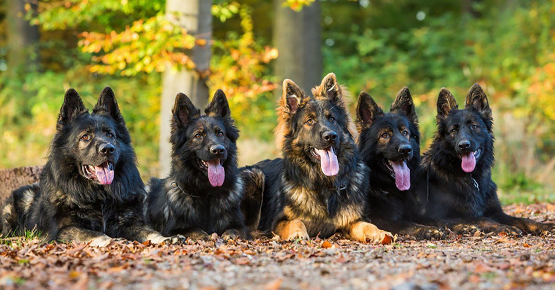 14 Amazing Facts About German Shepherds