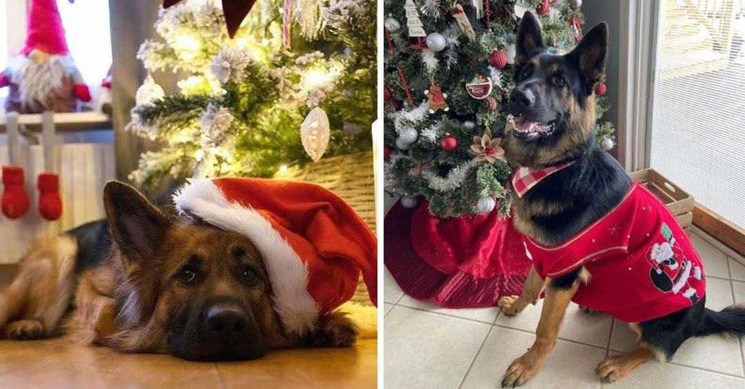 15 Adorable German Shepherds All Dressed Up For Christmas