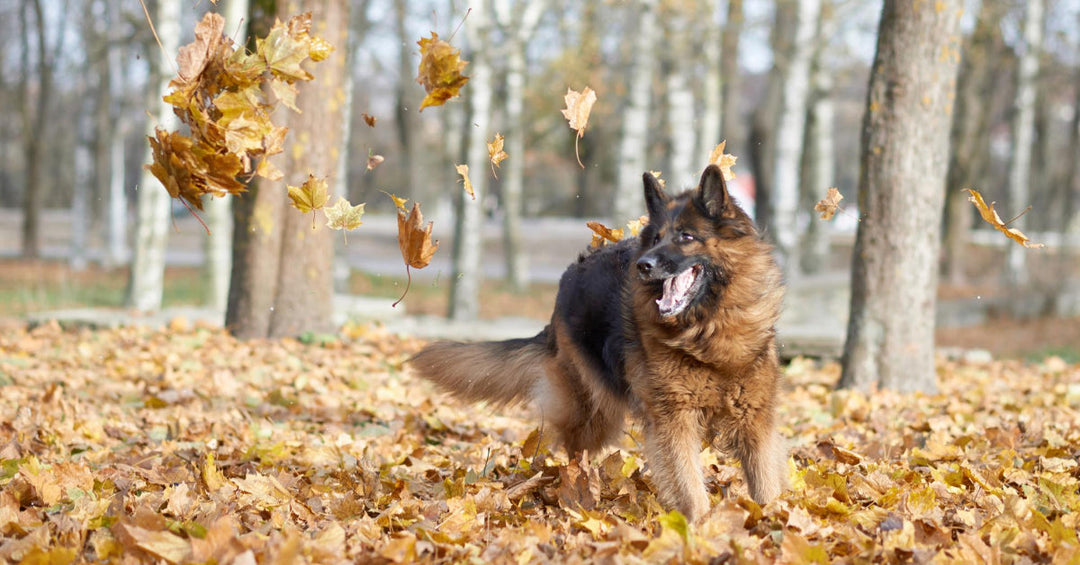 15 Fun Fall Activities For You And Your Dog