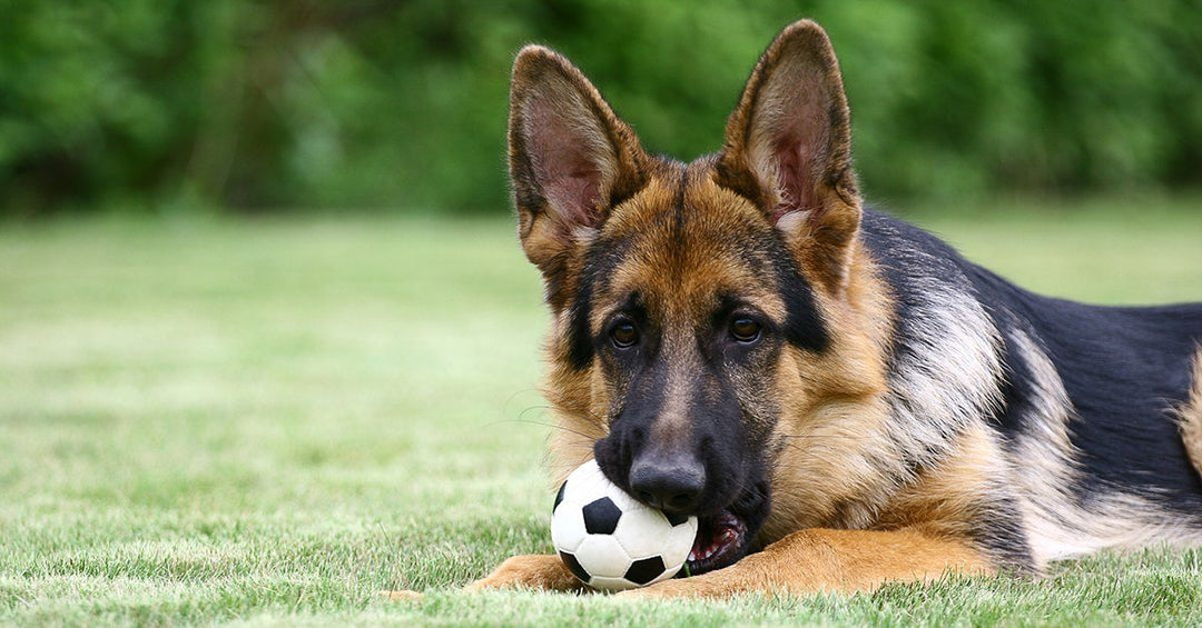 15 Fun Games To Play With Your Dog