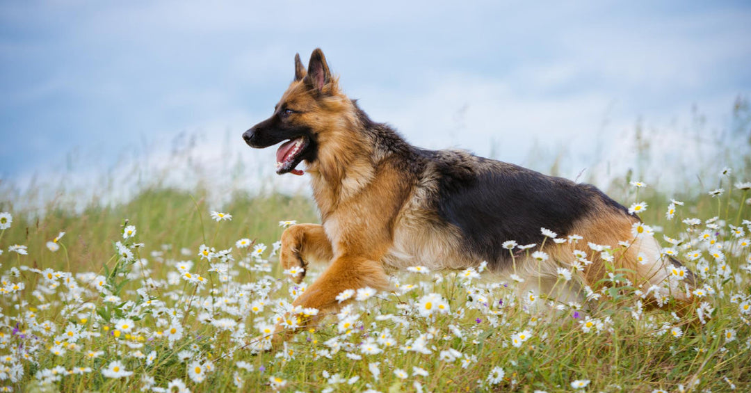 15 Fun Spring Activities For You And Your German Shepherd