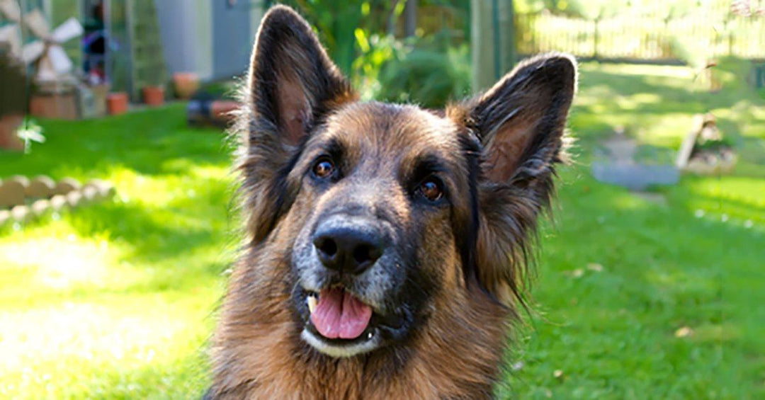 15 Hilarious Reasons You Can’t Trust A German Shepherd