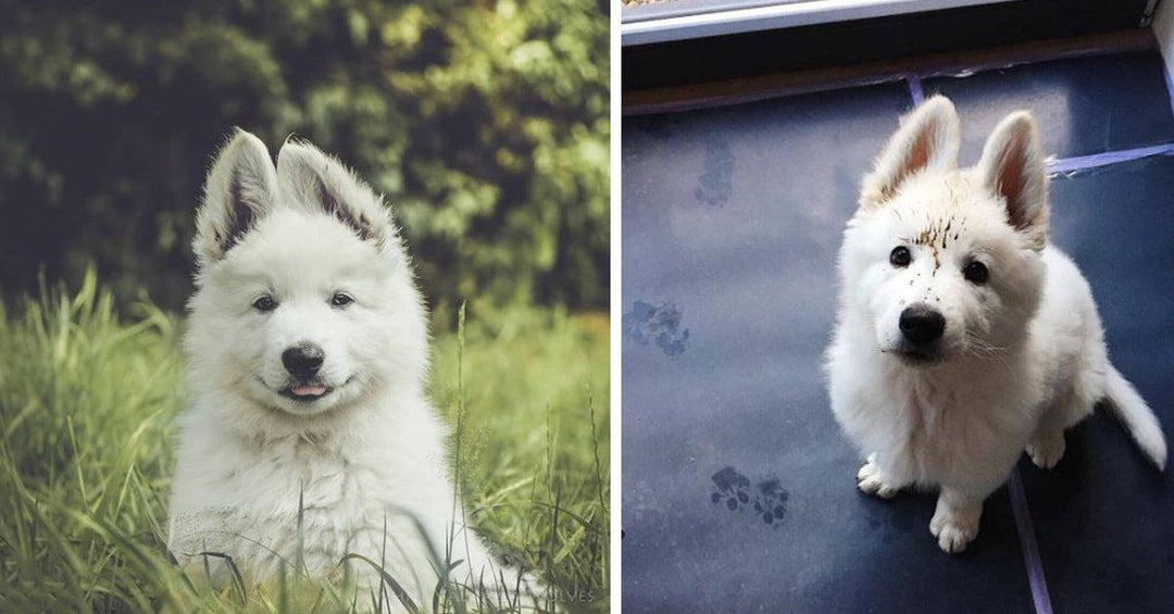 15 Of The Most Adorable White German Shepherd Puppies Ever