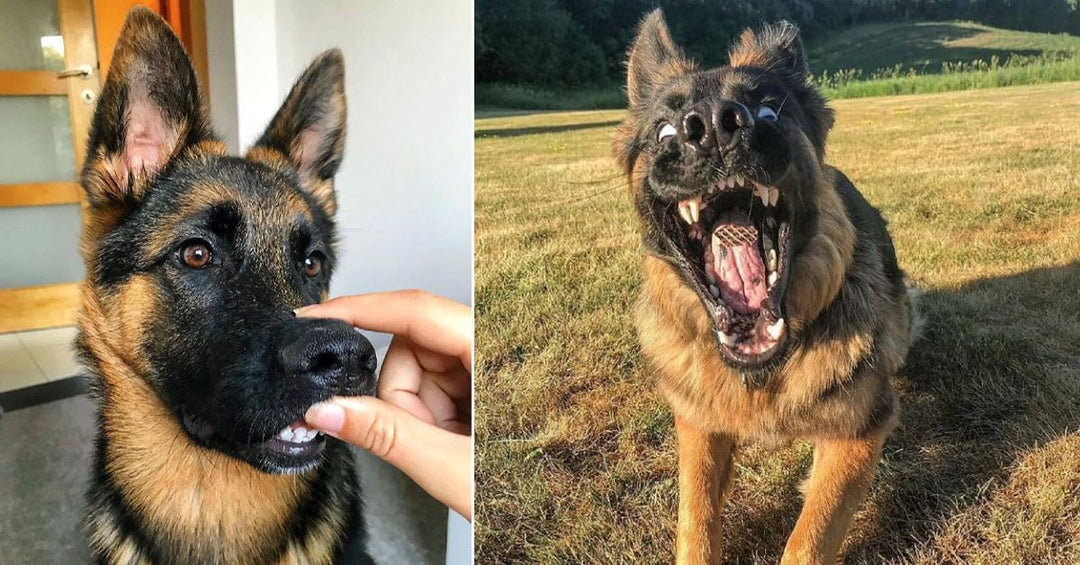 15 Pictures That Prove You’ll Never Get Bored With A German Shepherd