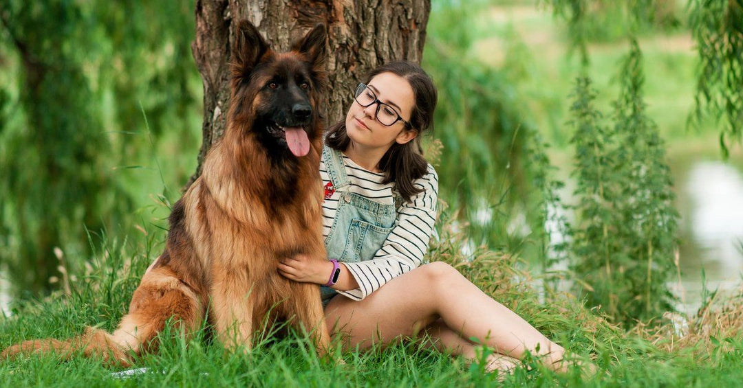 15 Reasons Why You Need A German Shepherd, If You're Looking For Love And Loyalty