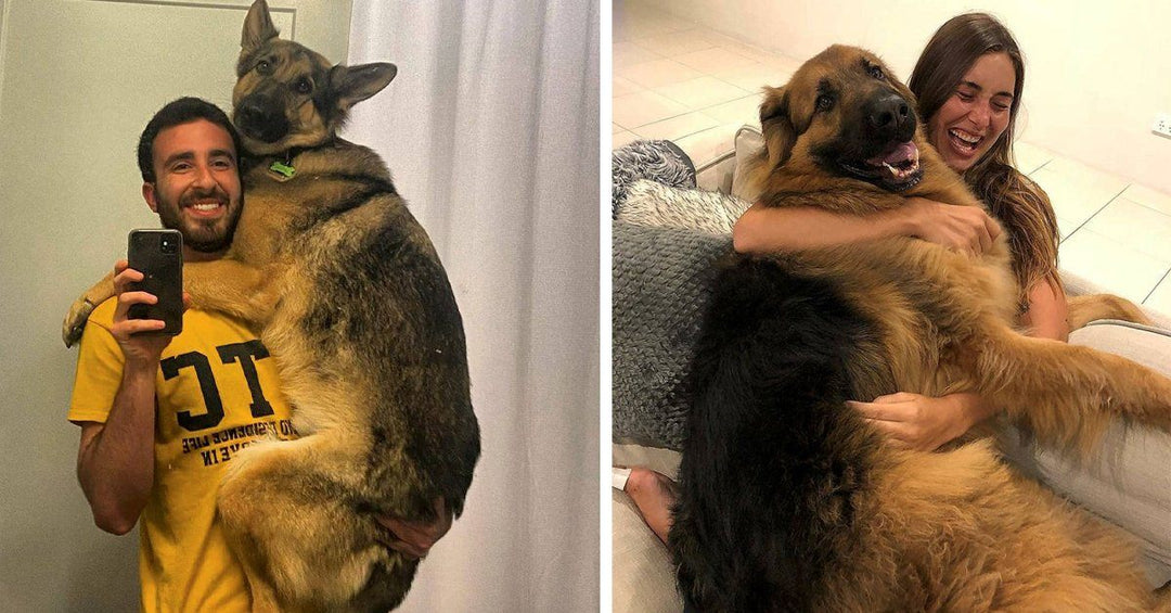 15 Signs That Show Your German Shepherd Is Obsessed With You