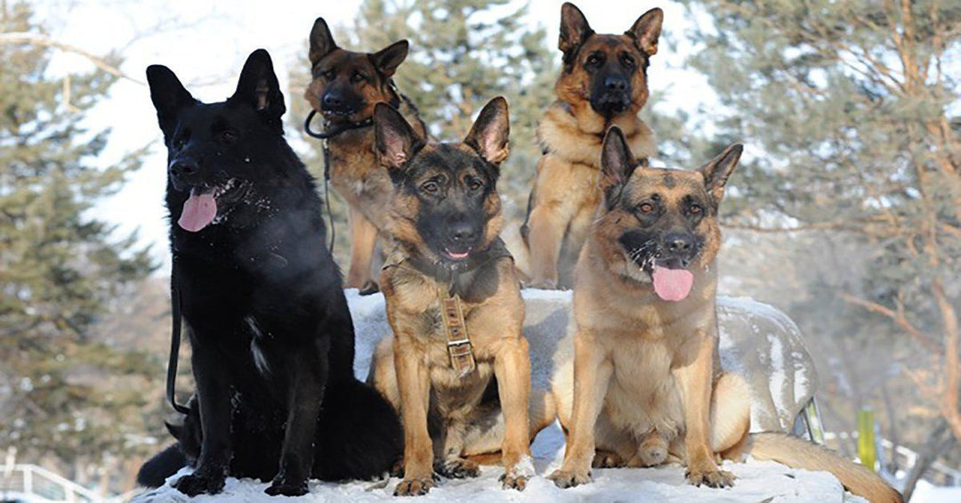 15 Signs That You’re A Crazy German Shepherd Lover