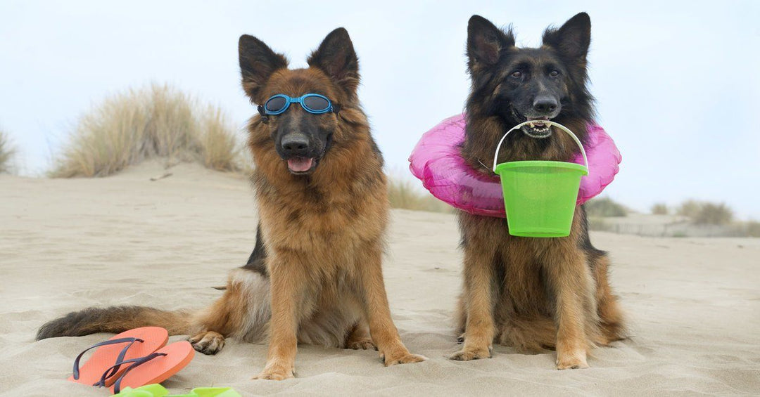 15 Signs That You’re A Crazy German Shepherd Lover