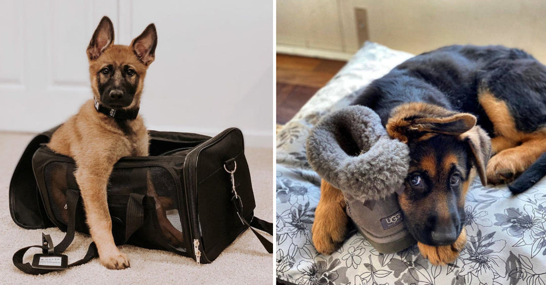 15 Things I Can’t Do Since Owning A German Shepherd