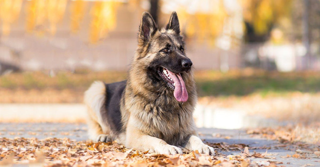 15 Things To Expect When Owning A German Shepherd