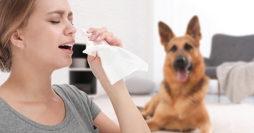 15 Things You Can Do If You’re Allergic To Your Dog