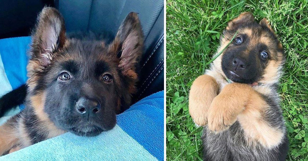 15 Times German Shepherd Puppies Were The Purest Thing In The World