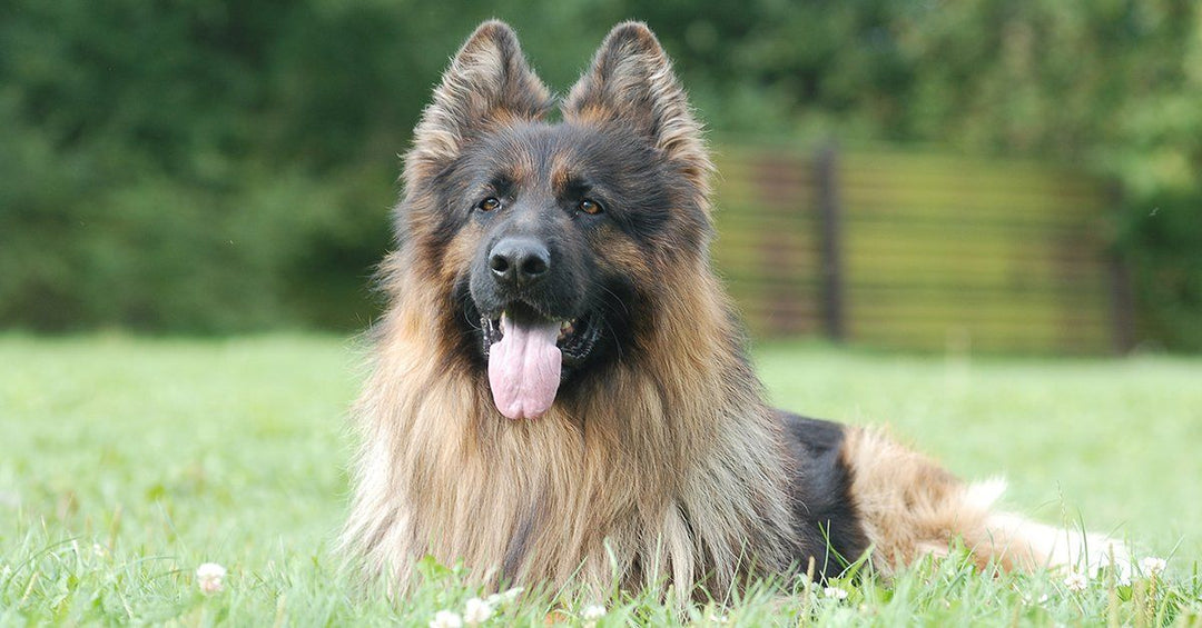 15 Types Of People Who Should Never Own A German Shepherd