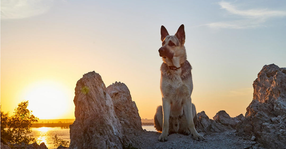 15 Ways To Keep The Memory Of Your Dog Alive