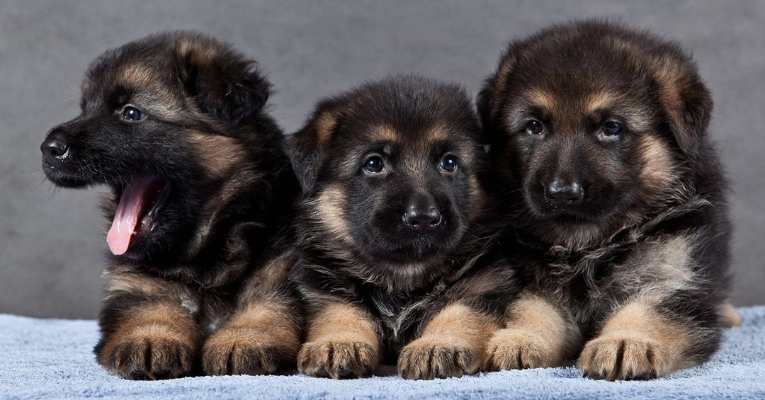 150+ Rocking Names For German Shepherd Dogs, A – Z For Males and Females