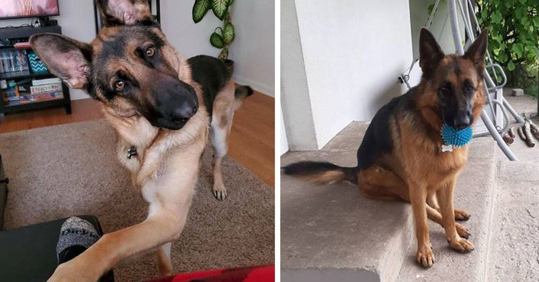 16 Things German Shepherds Do When They Are Trying To Tell You Something