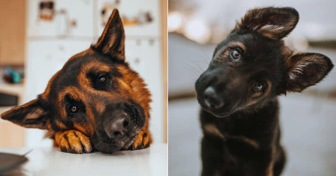 17 Adorable Photos Of German Shepherds Showing Off Their "Head-Tilting" Skills