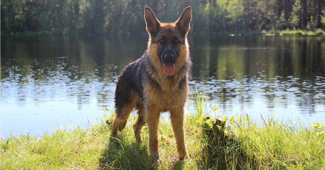 17 Items You Must Have If You Own A German Shepherd