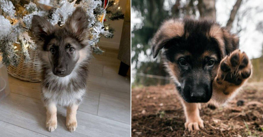 17 Photos That Prove German Shepherds Are The Cutest Puppies