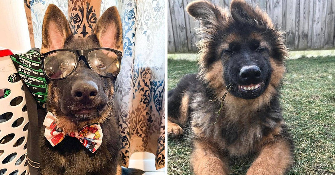 17 Pics That Prove German Shepherds Are A Little Different From Other Dogs