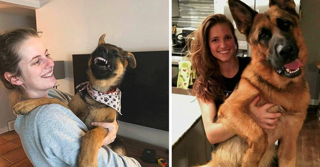 17 Reasons That Prove Your German Shepherd Is Your Soulmate