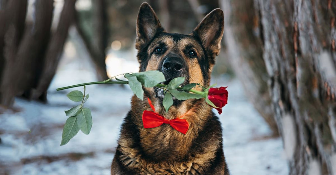 17 Reasons Why German Shepherds Dog Make The Best Valentines