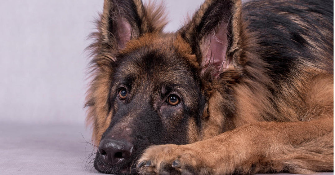 17 Reasons Why I Put Up With My German Shepherd’s Constant Shedding