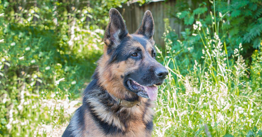 17 Things German Shepherd Owners Know So Well