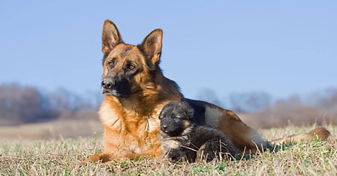 17 Things German Shepherd Owners Should Never Forget About Their Dog