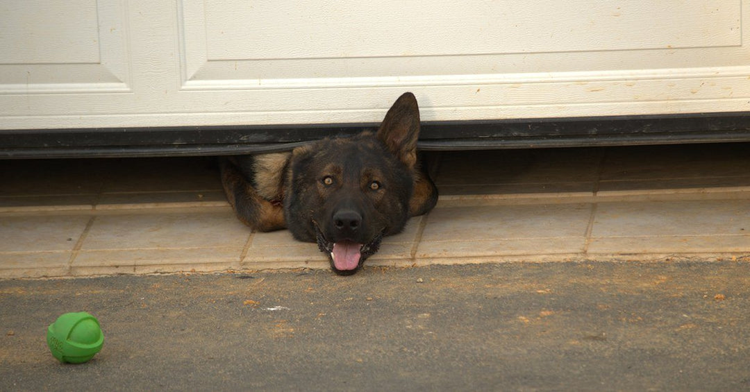 17 Things That Happen When You Get A German Shepherd