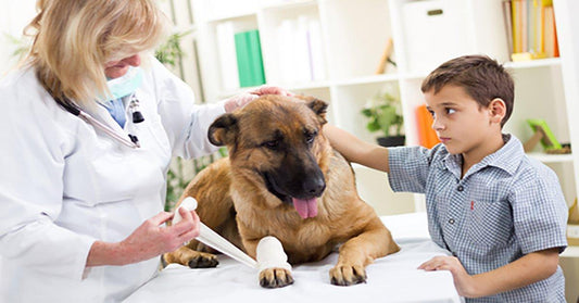 17 Things You Can Do To Help Keep Your German Shepherd Calm At The Vet