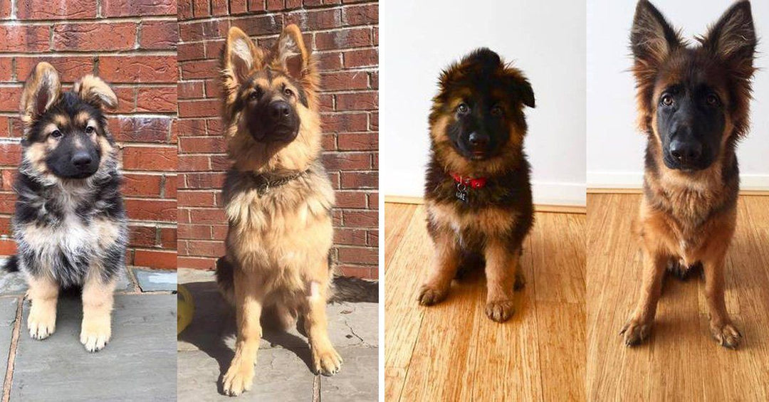 19 Adorable Before And After Photos Of German Shepherds Growing Up